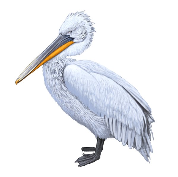 Пеликан на белом фоне