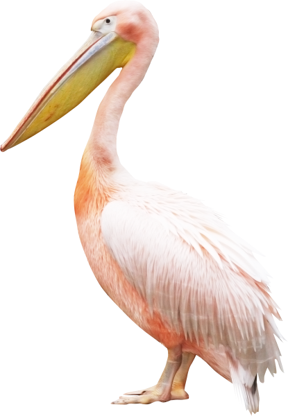 Пеликан на белом фоне для детей