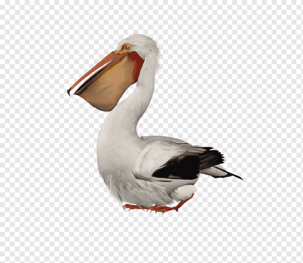 Пеликан птица на белом фоне