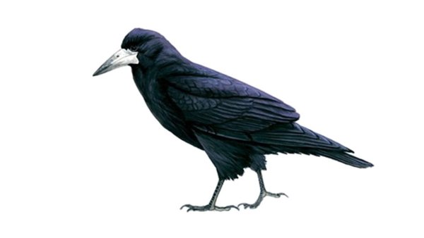 Грач рисунок