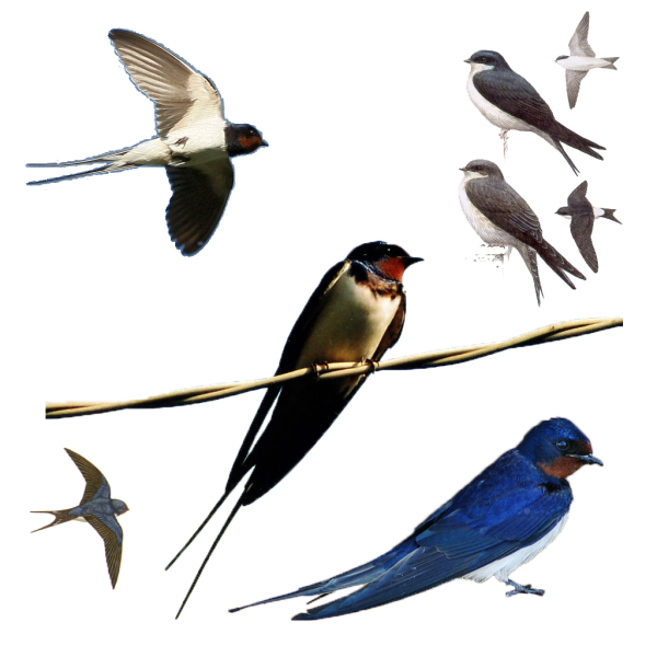 Перелетные птицы на прозрачном фоне