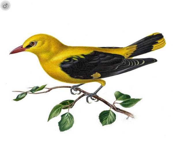 Птичка на белом фоне