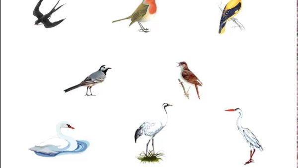 Перелетные птицы для детей