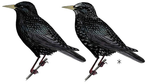 Скворец на белом фоне