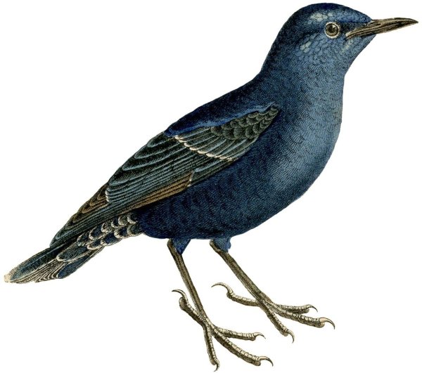 Скворец для детей