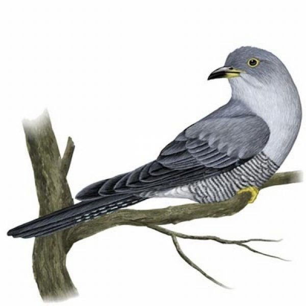 Перелетные птицы на белом фоне