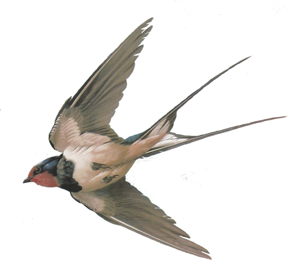 Ласточка птица