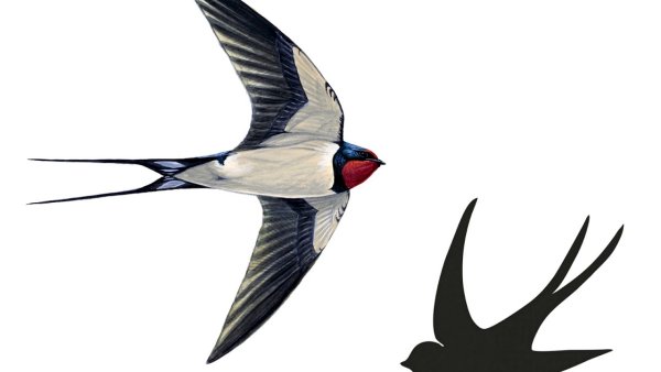 Ласточка на белом фоне