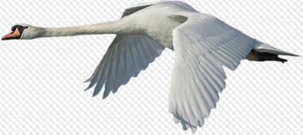 Птицы в полете на прозрачном фоне