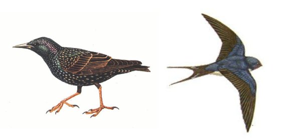 Ласточка и скворец