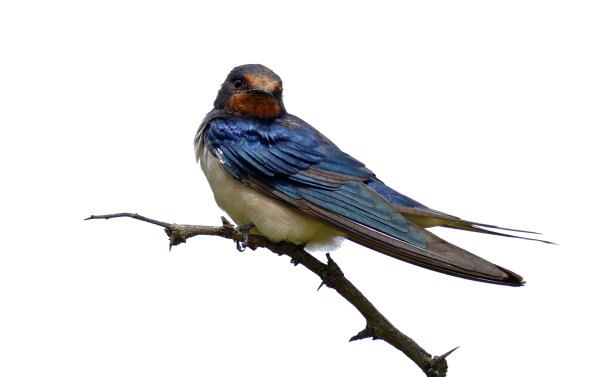 Перелетные птицы Ласточка для детей