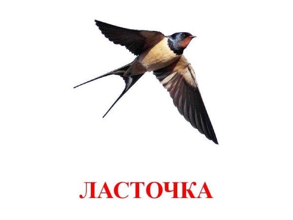 Ласточка Перелетная птица для дошкольников
