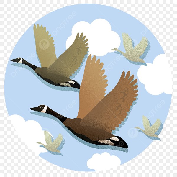 Перелетные птицы мультяшные