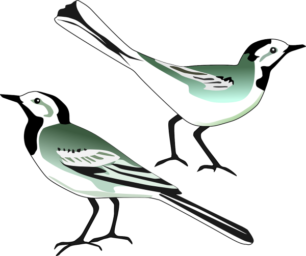 Перелетные птицы трясогузка для детей