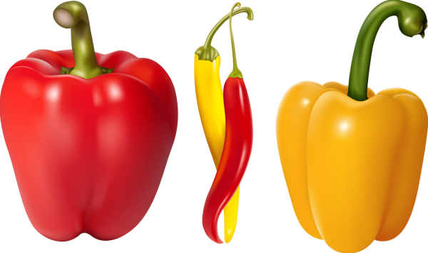 Болгарский перец вектор