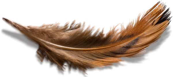 Коричневые перья