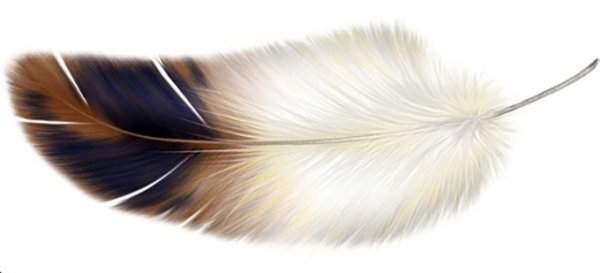 Перышко на прозрачном фоне