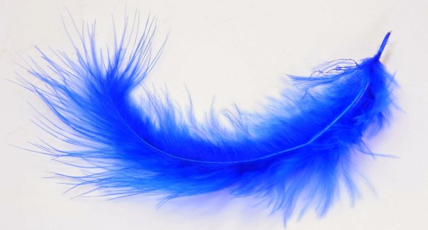 Птичье перо голубое на прозрачном фоне