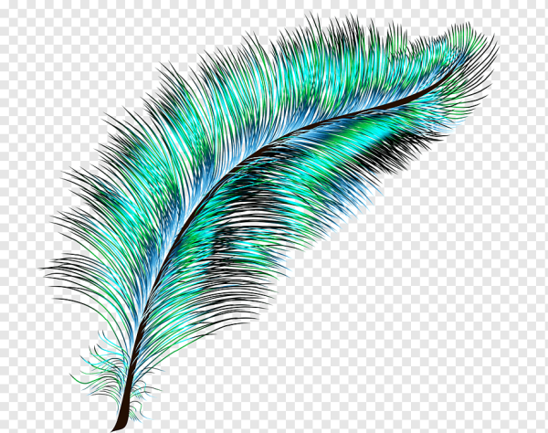 Перо на прозрачном фоне
