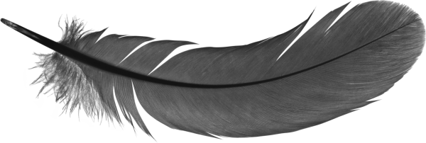 Перья птиц для детей