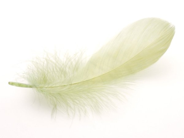 Белое перо на белом фоне