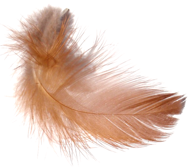 Пух и перья