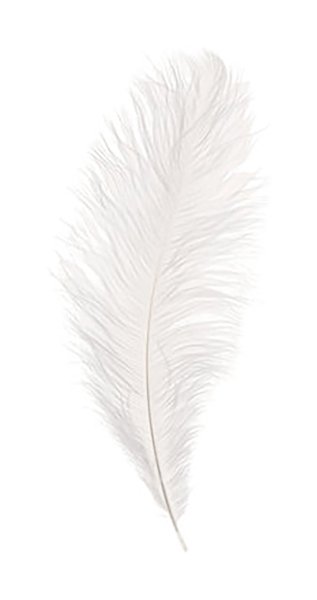 Перышко на прозрачном фоне
