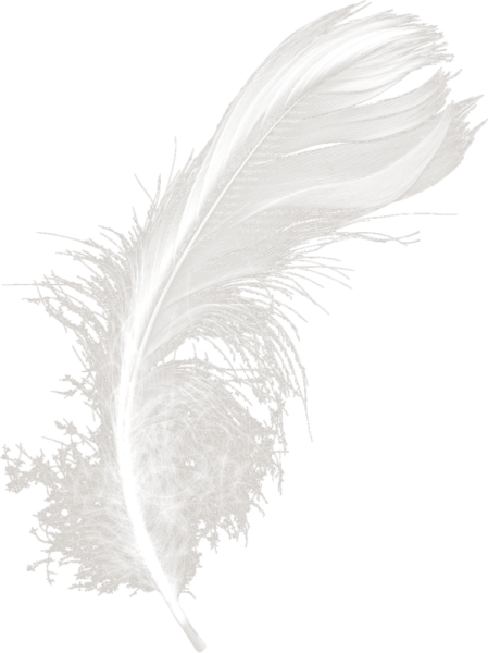 Перышко на прозрачном фоне