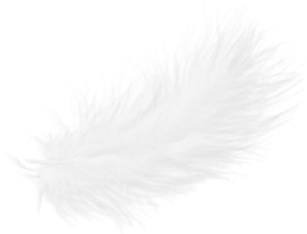 Перышко на прозрачном фоне