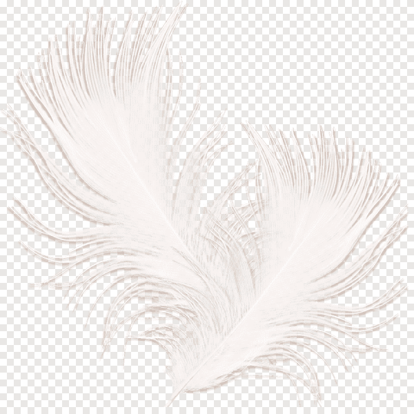 Перышко на прозрачном фоне