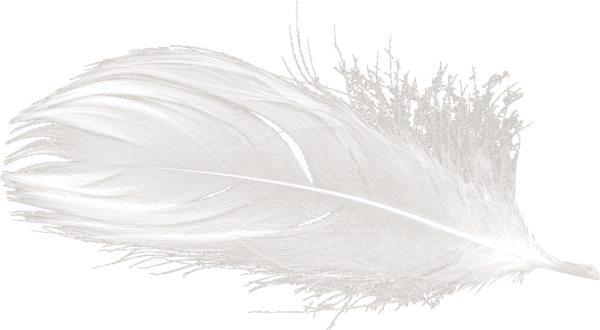 Перо на белом фоне