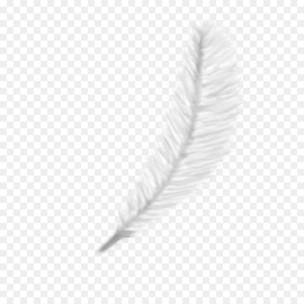 Перышко на прозрачном фоне