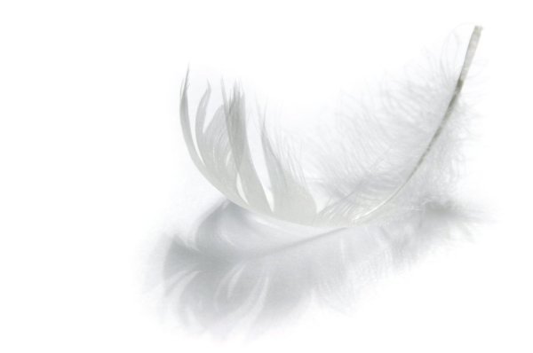 Белое перо