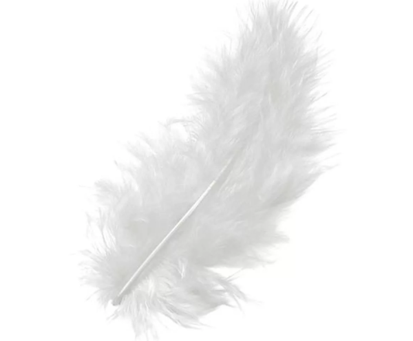 Перышко на белом фоне