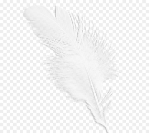 Белое перо на белом фоне