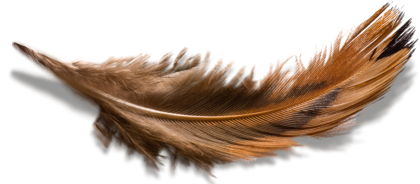 Коричневые перья
