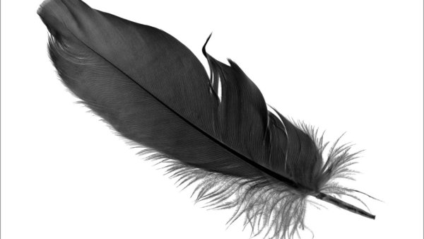 Воронье перо