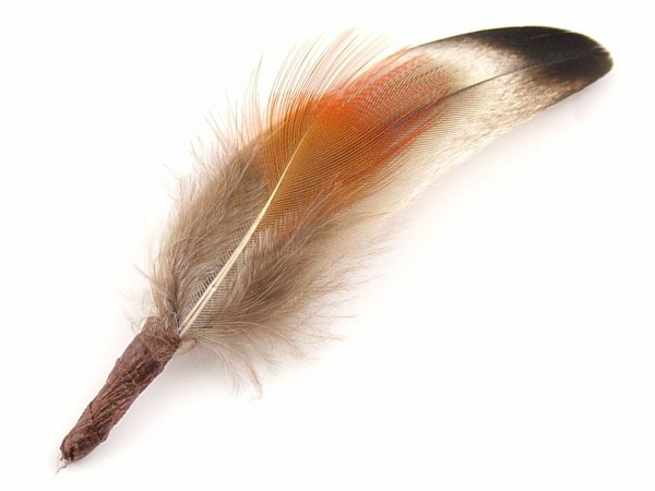 Перья птиц