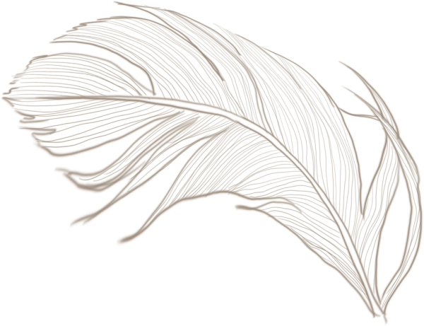 Перышко на прозрачном фоне