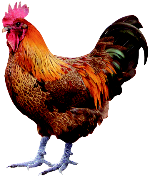 Петух на прозрачном фоне