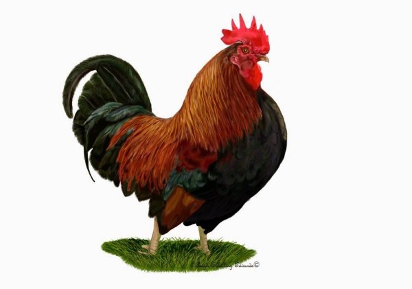 Петух без фона