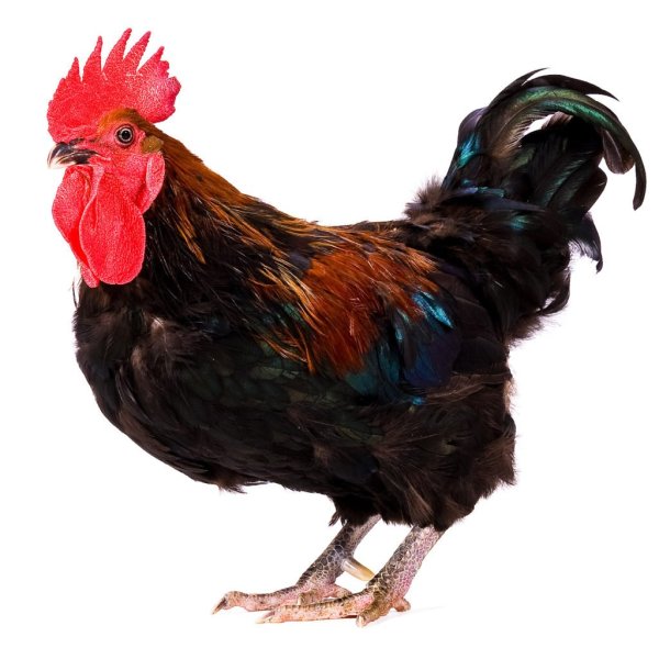 Красивый петух