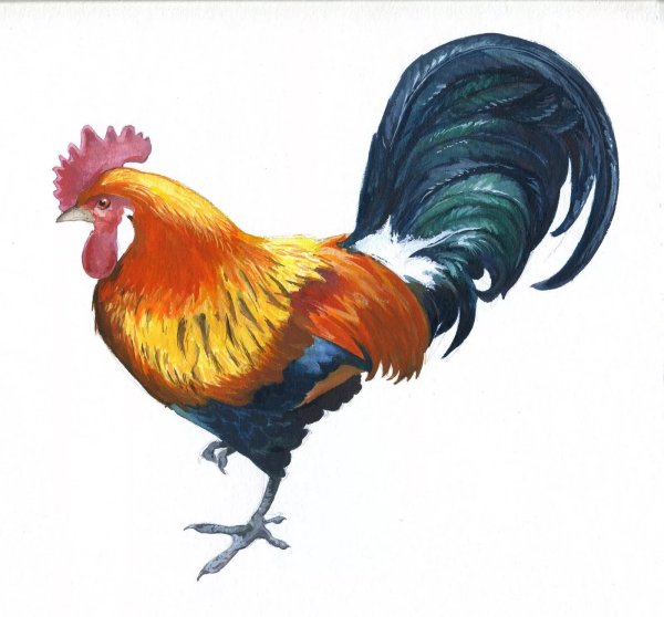 Петух на прозрачном фоне