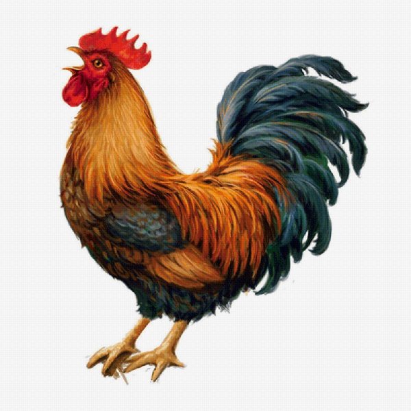 Петух рисунок