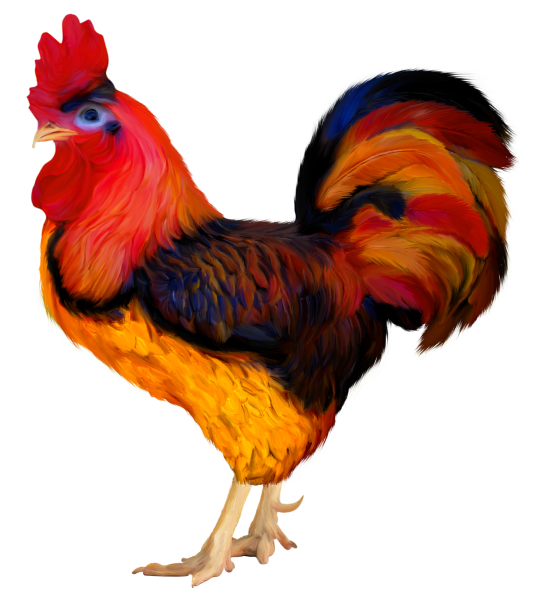 Петух на белом фоне