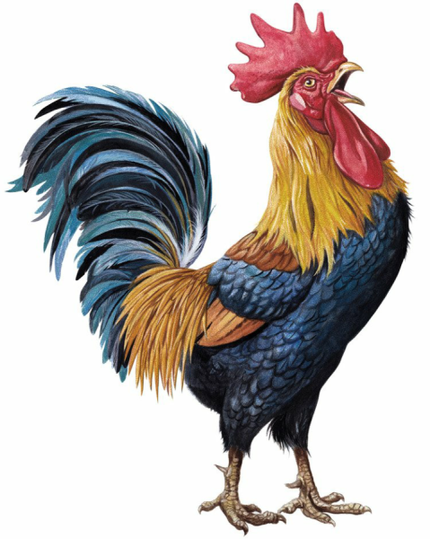 Петух цветной