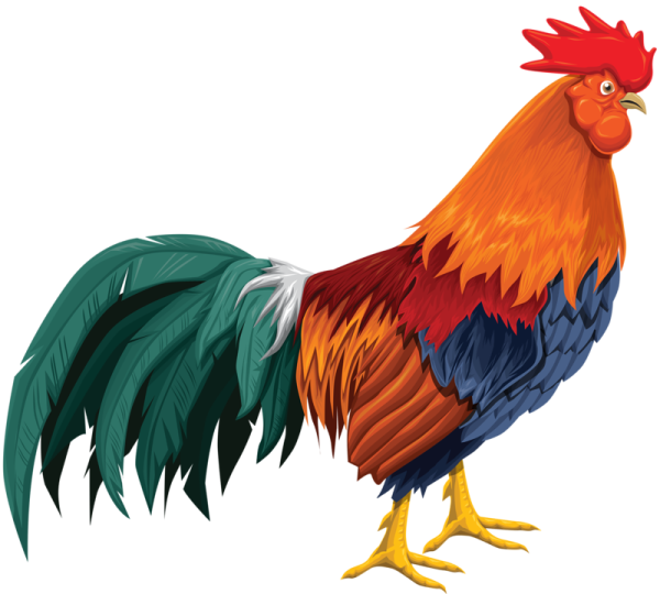 Петух на белом фоне