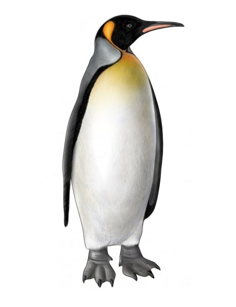 Шляйх Королевский Пингвин