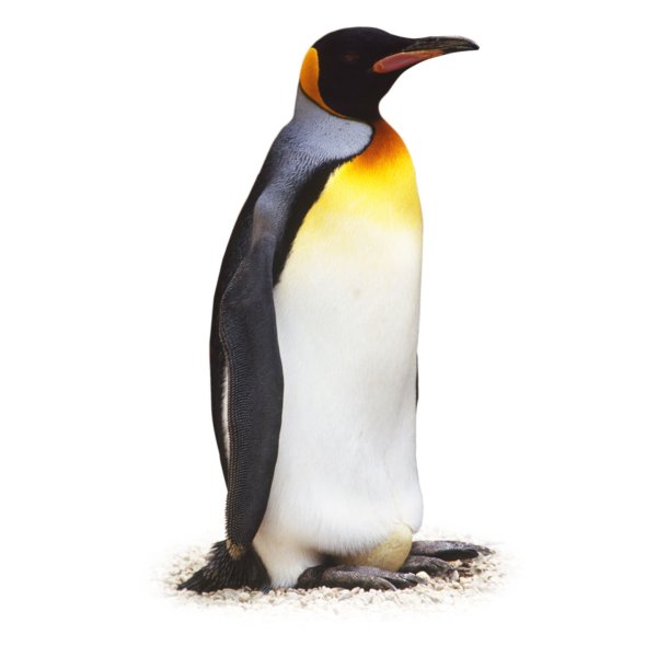 Пингвин вид сбоку