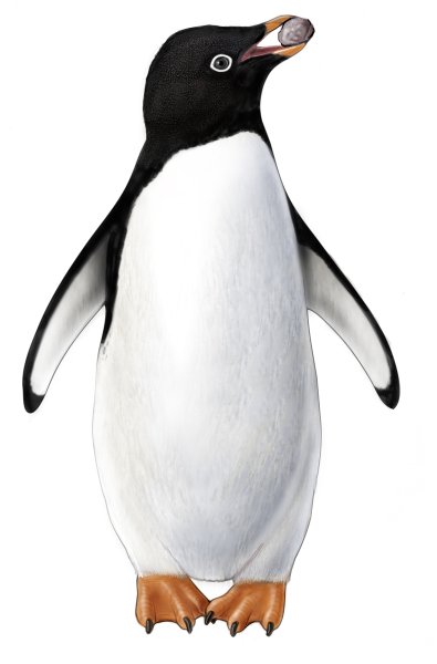 Пингвин без фона